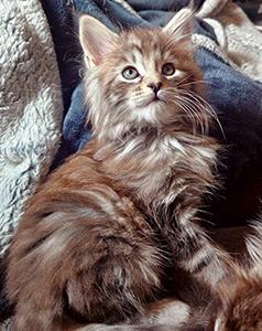MAINE COON & NORWEGIAN FOREST CAT MIX KITTENS