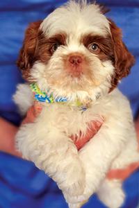 GORGEOUS GREEN-EYED SHI TZU PUPPIES