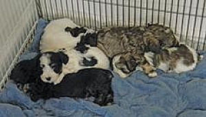 MINIATURE SCHNAUZER PUPPIES