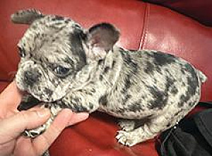 FRENCH BULLDOG PUPPIES