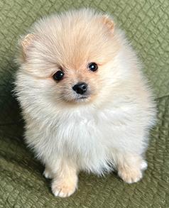 POMERANIAN PUPPIES