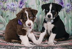 HOME RAISED AUSTRALIAN SHEPHERD/ BORDER COLLIE 