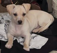 ONE MALE DACHSHUND PUPPY LEFT