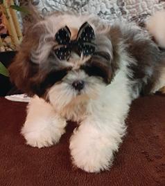 GORGEOUS AKC SHIH TZU PUPPIES