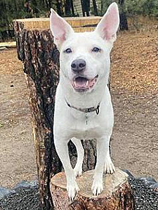 MEET ELSA, A FEMALE BLUE HEELER MIX READY FOR HER