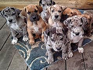 PUREBRED GREAT DANE PUPPIES