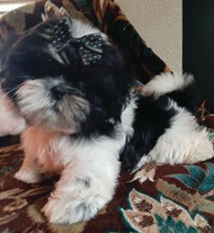 GORGEOUS AKC SHIH TZU PUPPIES