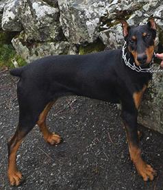 SEVEN MONTH OLD DOBERMAN PUPPY