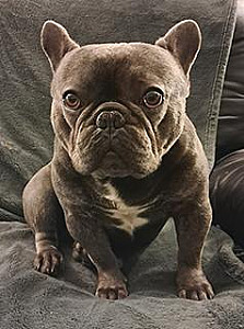 AKC PET ONLY FRENCH BULLDOG