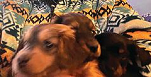 LONG HAIR PUREBRED MINI DACHSHUND PUPPIES