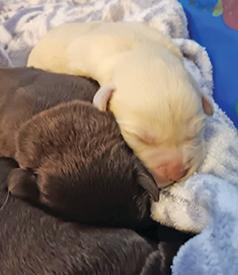 PUREBRED AMERICAN LABRADOR RETRIEVERS