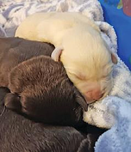 PUREBRED AMERICAN LABRADOR RETRIEVERS