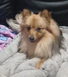TWO 7 MONTH OLD MALES PUREBRED POMERANIAN