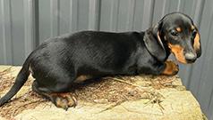 BEAUTIFUL MINI DACHSHUND MALE PUPPY