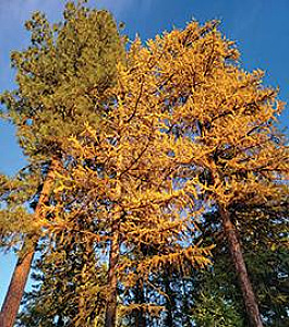 11 ACRES WITH BEAUTIFUL VIEWS & EXCELLENT PRIVACY NEAR