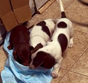 THREE MINIATURE DACHSHUNDS