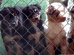 AKC REG. AUSTRALIAN PUPPIES