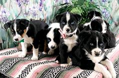HOME RAISED AUSTRALIAN SHEPHERD/ BORDER COLLIE PUPS
