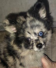 NINE WEEK OLD POMERANIAN PUPPY