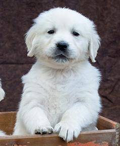 SEEKING HOME FOR ENGLISH CREAM GOLDEN RETRIEVER
