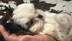 GORGEOUS PEKINGESE/ SHIH TZU MIX PUPPIES 