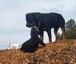 ADORABLE ROTTWEILER PUPPIES