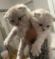 TWO SCOTTISH FOLD KITTENS