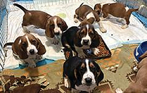 MUST SELL! CKC REG. BASSET HOUND PUPPIES
