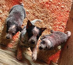 BLUE HEELER PUPPIES