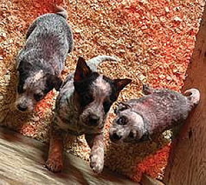 BLUE HEELER PUPPIES