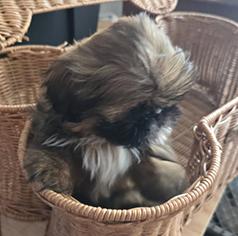 PUREBRED SHIH TZU PUPPIES