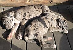 GREAT DANE PUPPIES