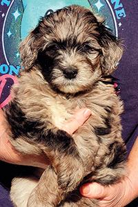 GOLDEN MOUNTAIN DOODLE PUPPIES