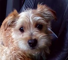 YORKIE CAIRN MALE MIX PUPPY