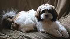 THIS LITTLE JEWEL NEEDS A NEW HOME