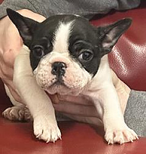 FRENCH BULLDOG PUPPIES & ADULT DOGS