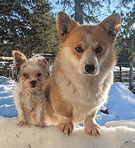 LOKI IS A 4 YEAR OLD AKC REG. FEMALE CORGI