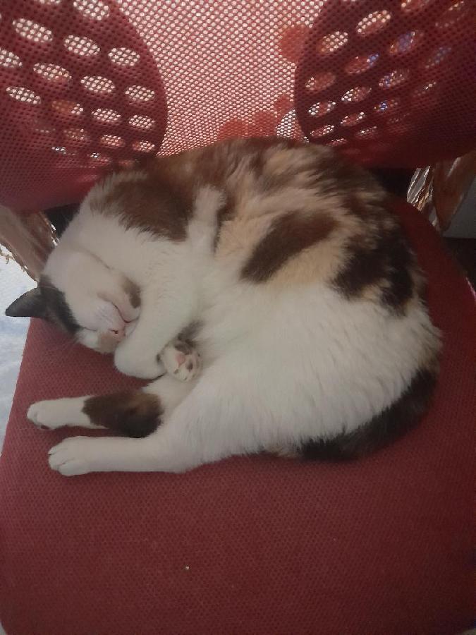 MEET KOKOA, AN ADULT FEMALE SIAMESE MIXED CAT