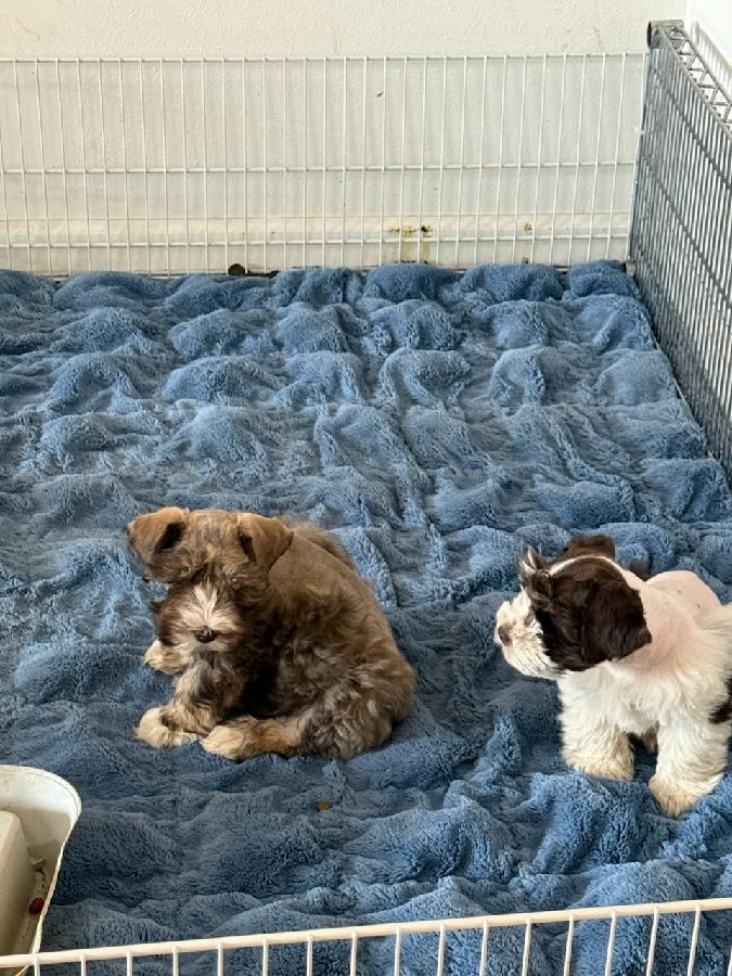 TWO PUREBRED MINI SCHNAUZERS,