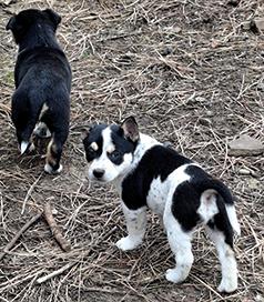 CATTLE PUPPIES BORN THE DAY BEFORE SUPERBOWL