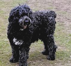 LABRADOR/ SHEEP-A-DOODLE PUPPIES