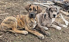 GREAT DANE PUPS