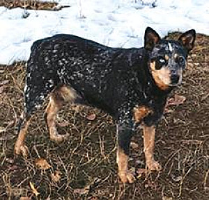 FEMALE BLUE HEELER