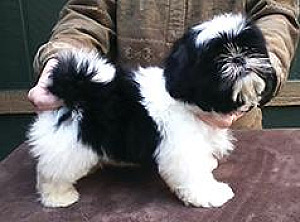 GORGEOUS AKC SHIH TZU PUPPIES