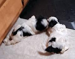TEN WEEK OLD SISTERS OF AKC SHIH TZU PARENTS