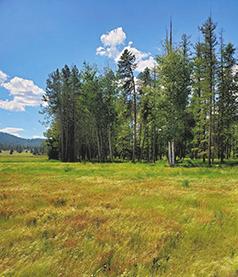 30 ACRES STEVENS COUNTY 4 MILES WEST OF DEER PARK