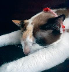 MEET KOKOA, AN ADULT FEMALE SIAMESE MIXED CAT