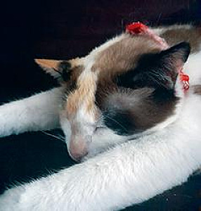 MEET KOKOA, AN ADULT FEMALE SIAMESE MIXED CAT