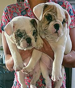 AKC ENGLISH BULLDOG PUPPIES! 