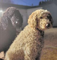 AKC CREAM FEMALE STANDARD POODLE